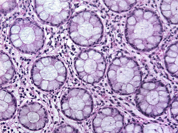 New Studies & Research Updates: How to Follow Peptide Science