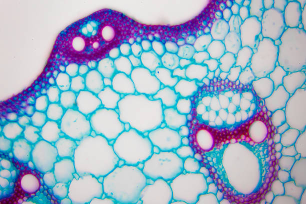 Retatrutide: The Next Generation of Metabolic Research